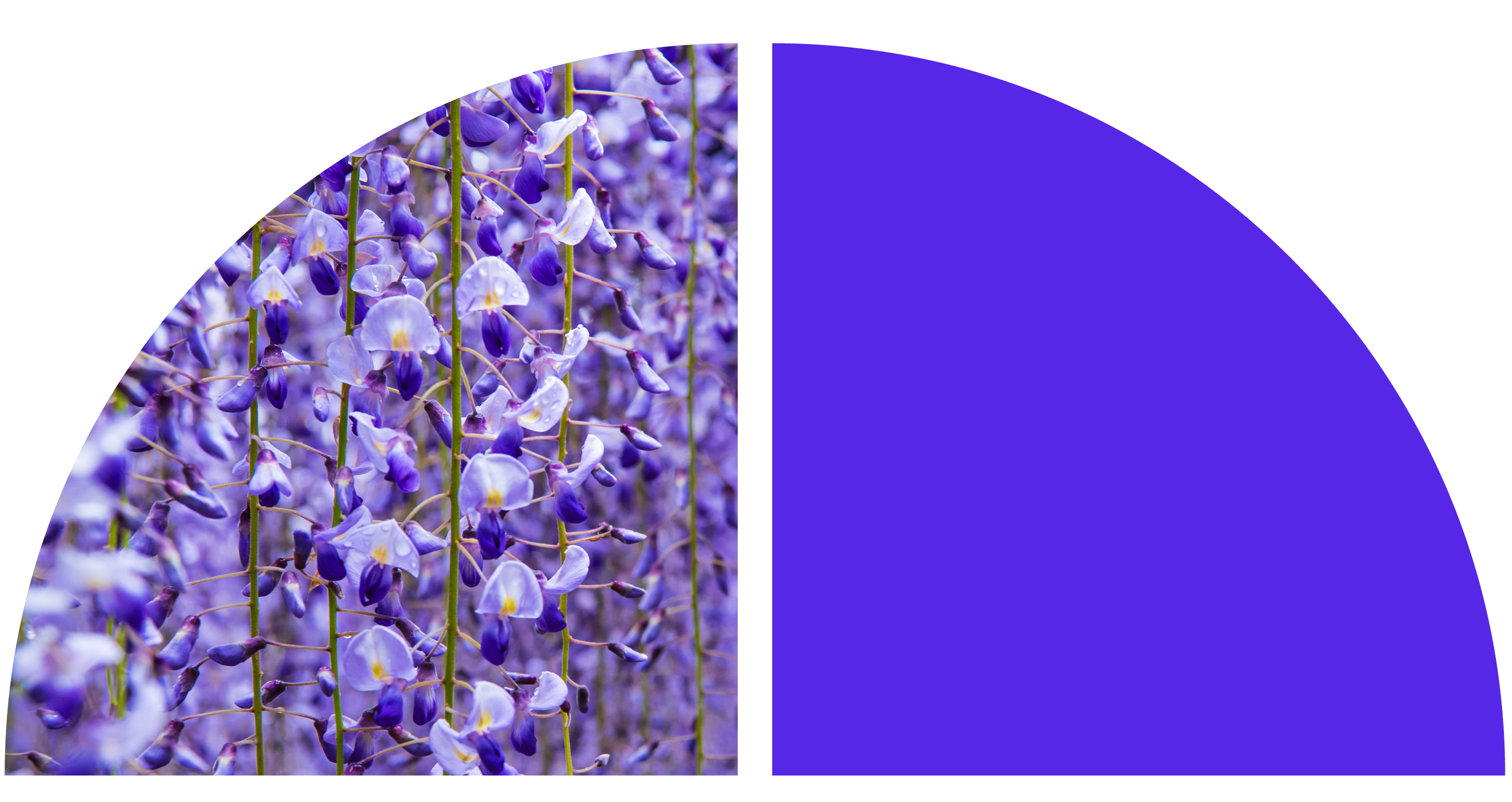 A close-up image of violets.
